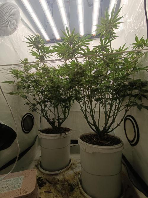LSD od Barnys. Week 8