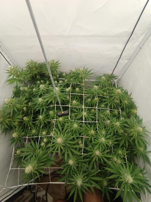 LSD od Barnys. Week 8