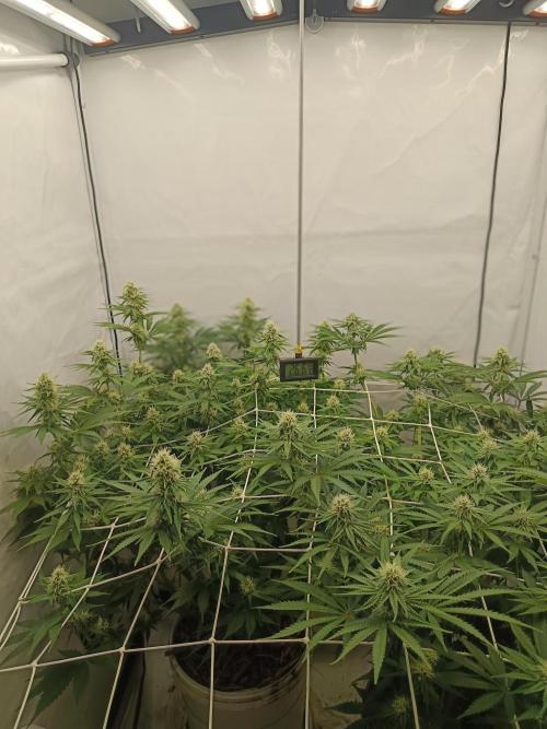 LSD od Barnys. Week 8