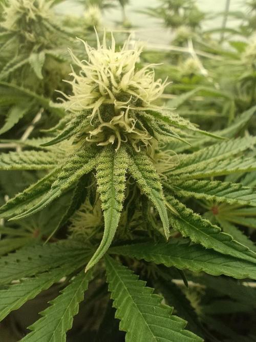 LSD od Barnys. Week 8