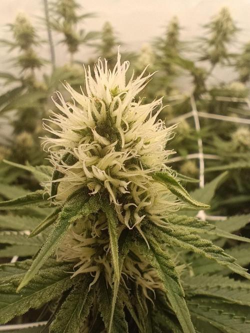 LSD od Barnys. Week 8