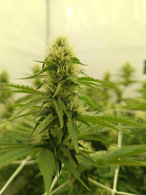 LSD od Barnys. Week 8