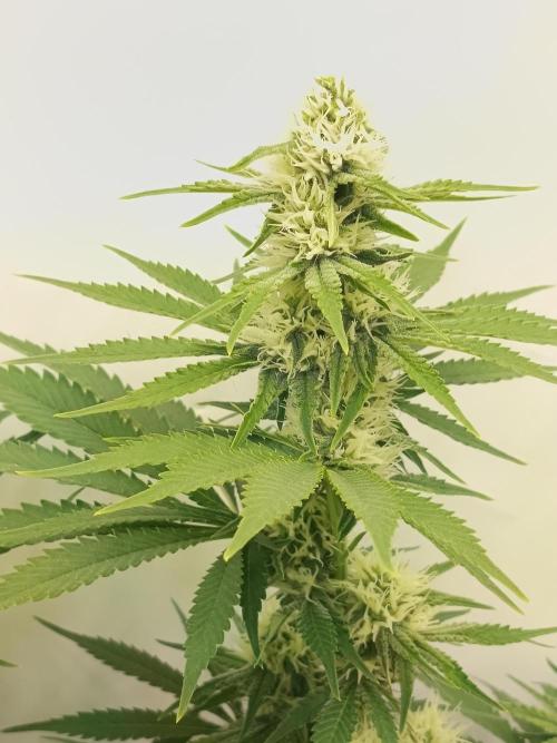LSD od Barnys. Week 8