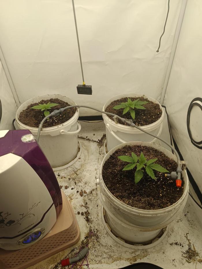 LSD od Barnys. Week 1