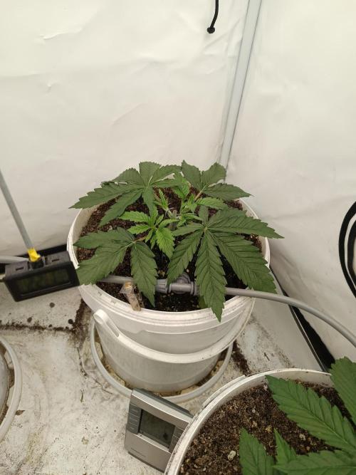 LSD od Barnys. Week 2
