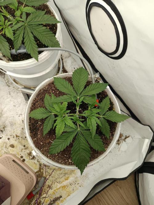 LSD od Barnys. Week 2