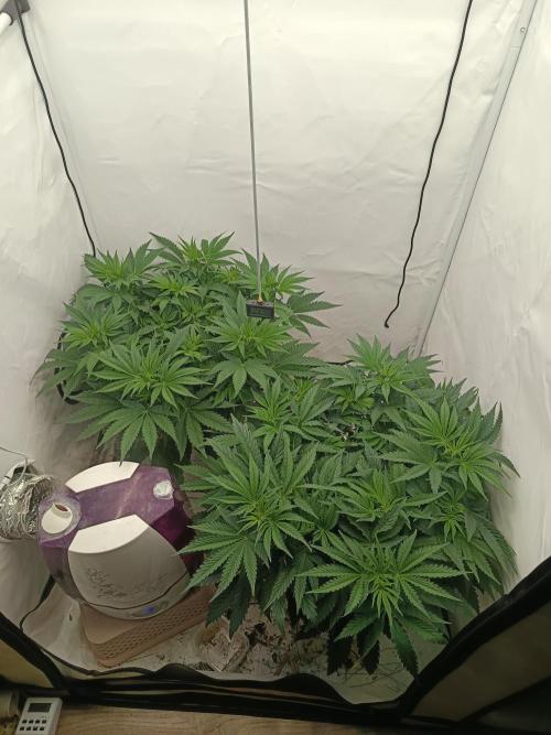 LSD od Barnys. Week 3