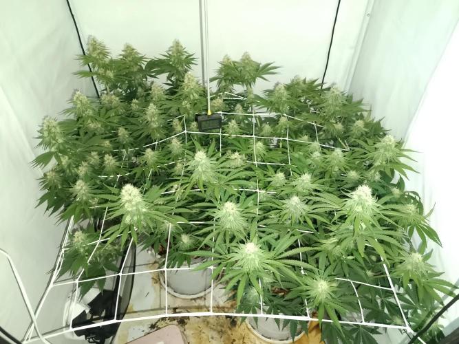 LSD od Barnys. Week 9