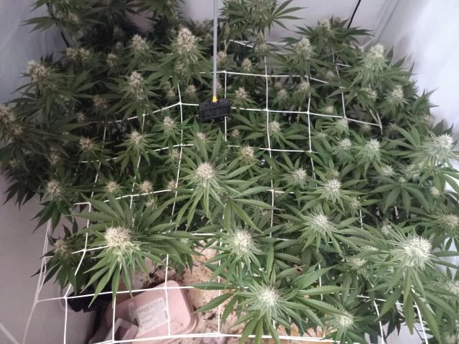 LSD od Barnys. Week 9