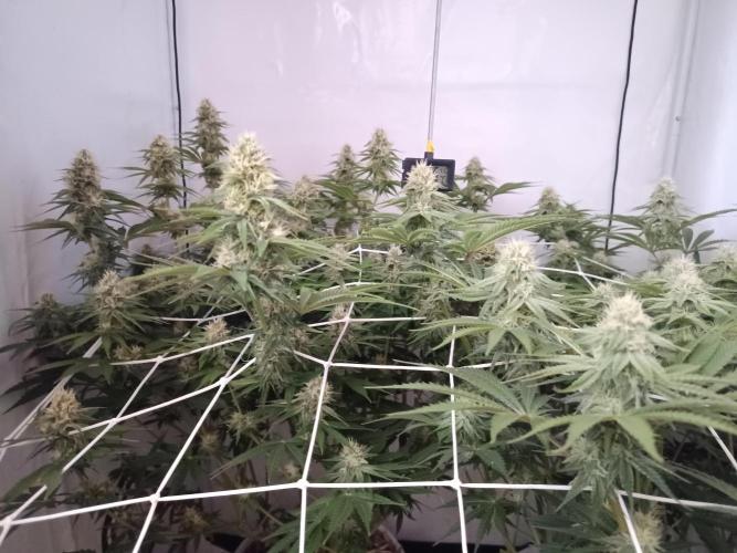 LSD od Barnys. Week 9
