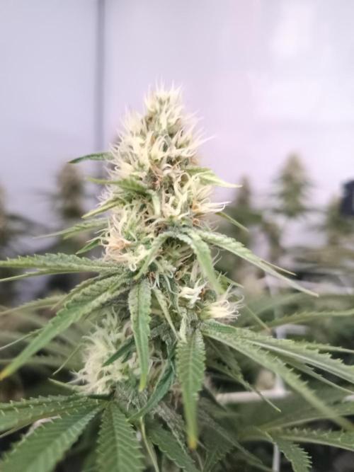 LSD od Barnys. Week 9