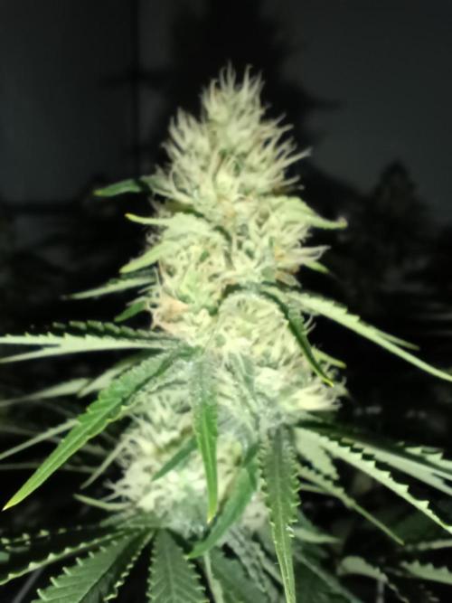 LSD od Barnys. Week 9