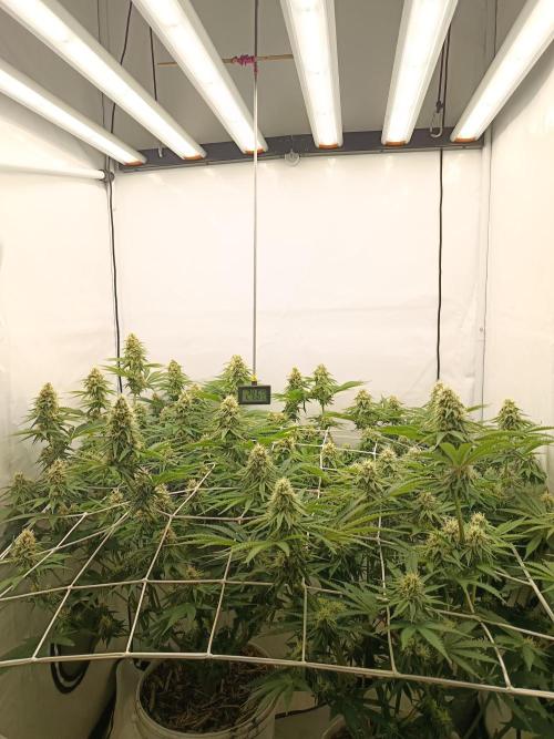 LSD od Barnys. Week 9
