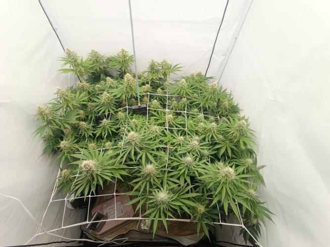 LSD od Barnys. Week 9