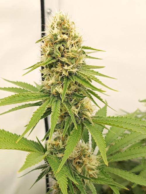 LSD-Feminsed. Week 9