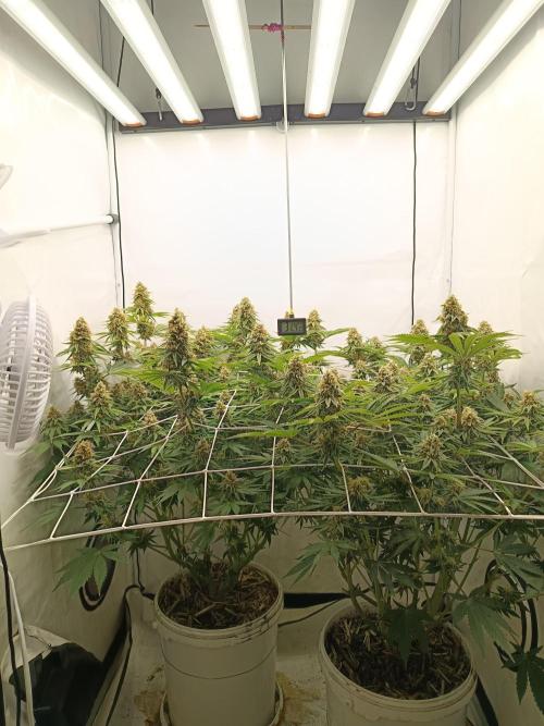 LSD od Barnys. Week 10