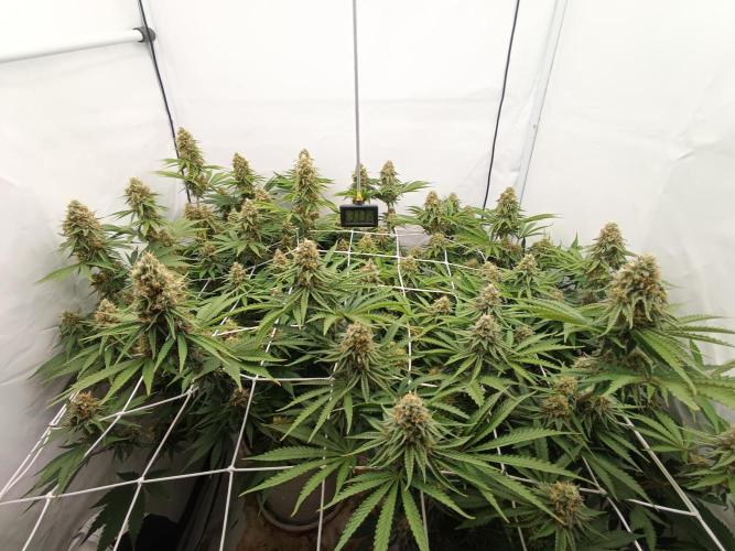 LSD od Barnys. Week 10