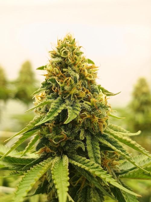 LSD od Barnys. Week 10