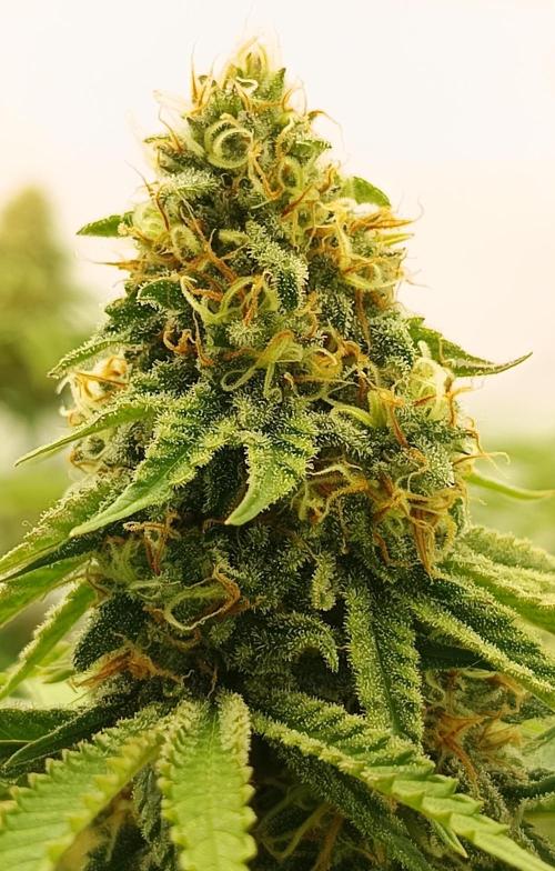LSD od Barnys. Week 10
