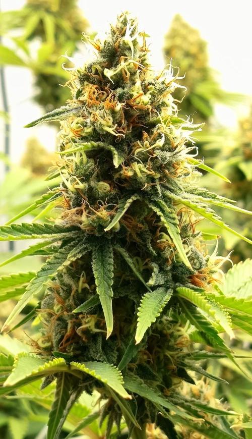LSD od Barnys. Week 10