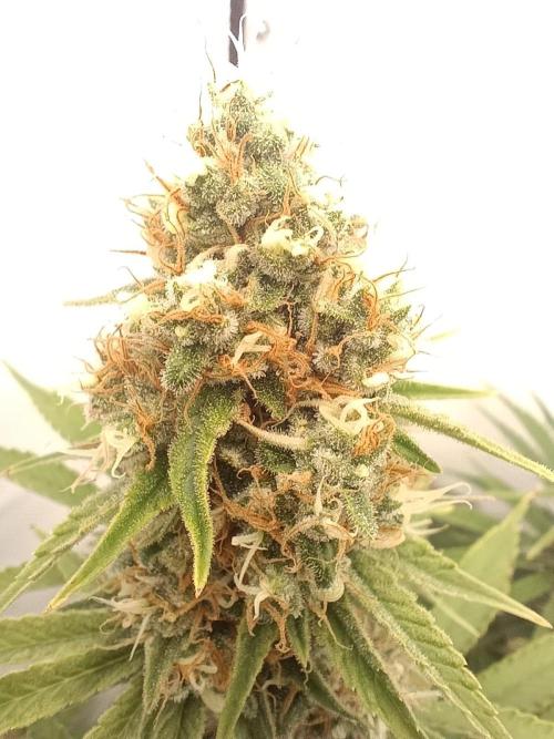 LSD od Barnys. Week 10