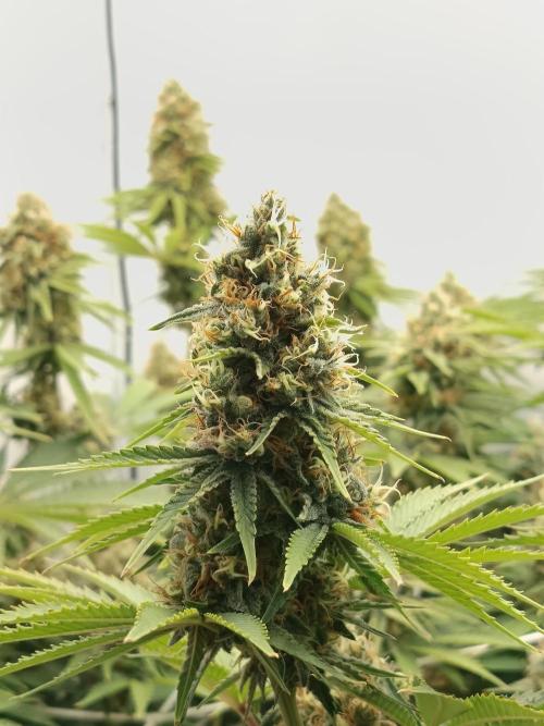 LSD-Feminsed. Week 10