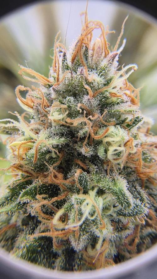 LSD od Barnys. Week 11