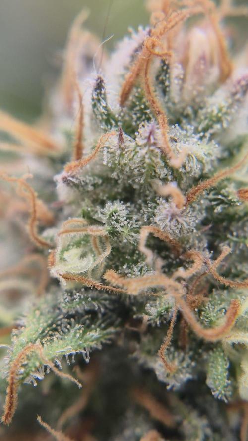 LSD od Barnys. Week 11