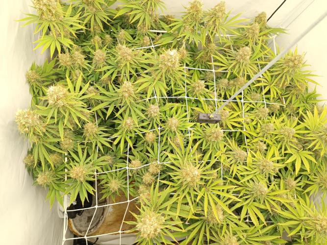 LSD od Barnys. Week 11