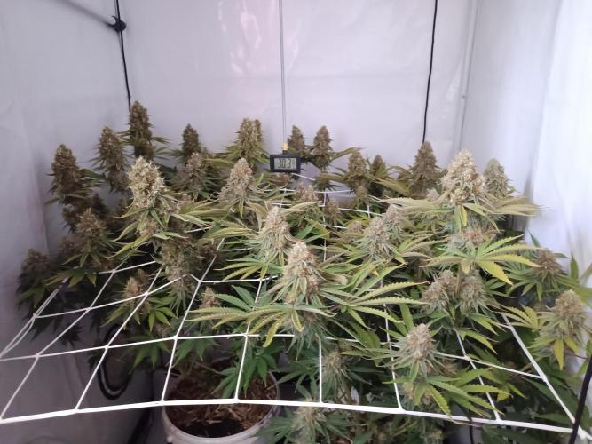 LSD od Barnys. Week 11