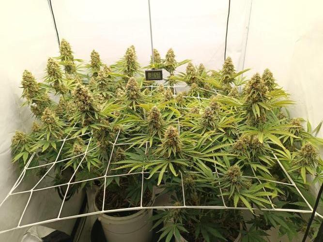 LSD od Barnys. Week 11