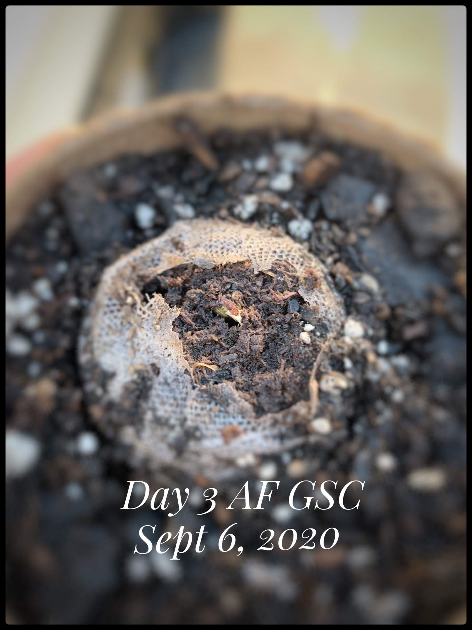 ILGM Girl Scout Cookies Extreme grow diary (journal) week1 by