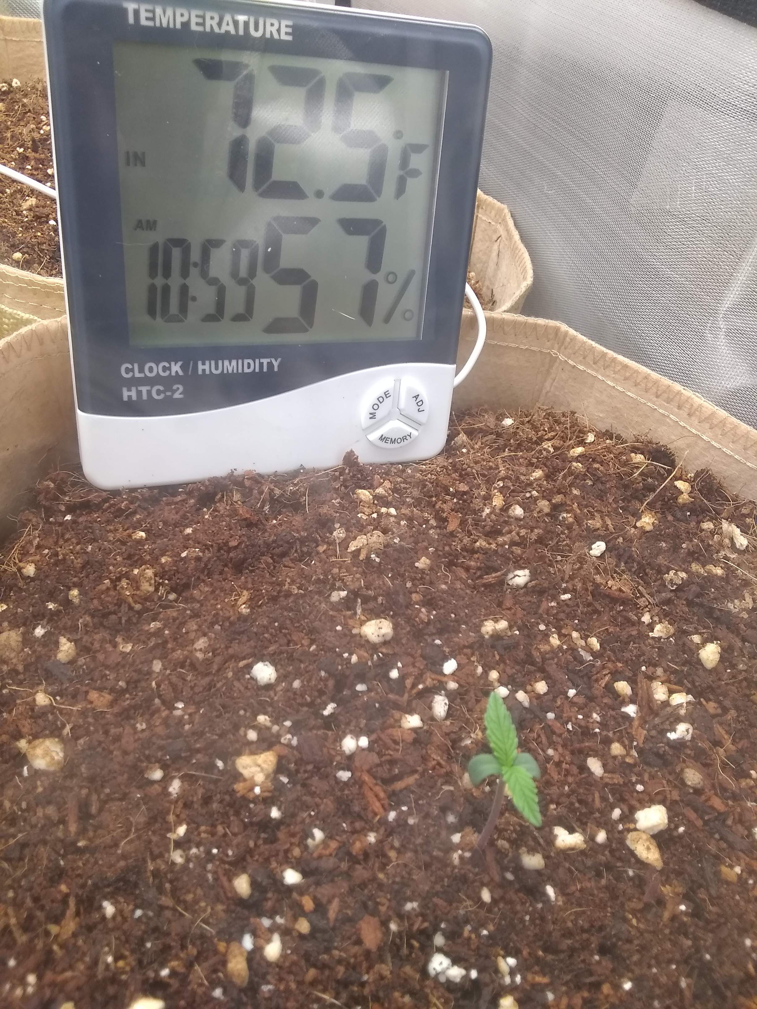 ILGM Girl Scout Cookies Extreme, ILGM Durban Poison grow diary (journal