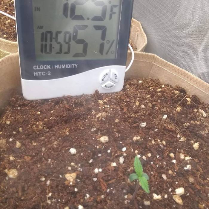 Girl Scout Cookies Extreme Auto ILGM. Week 1 - Day 6