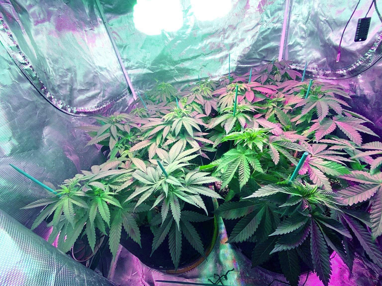 Bomb Seeds Banana Bomb, Canuk Seeds Cement Shoes grow diary (journal