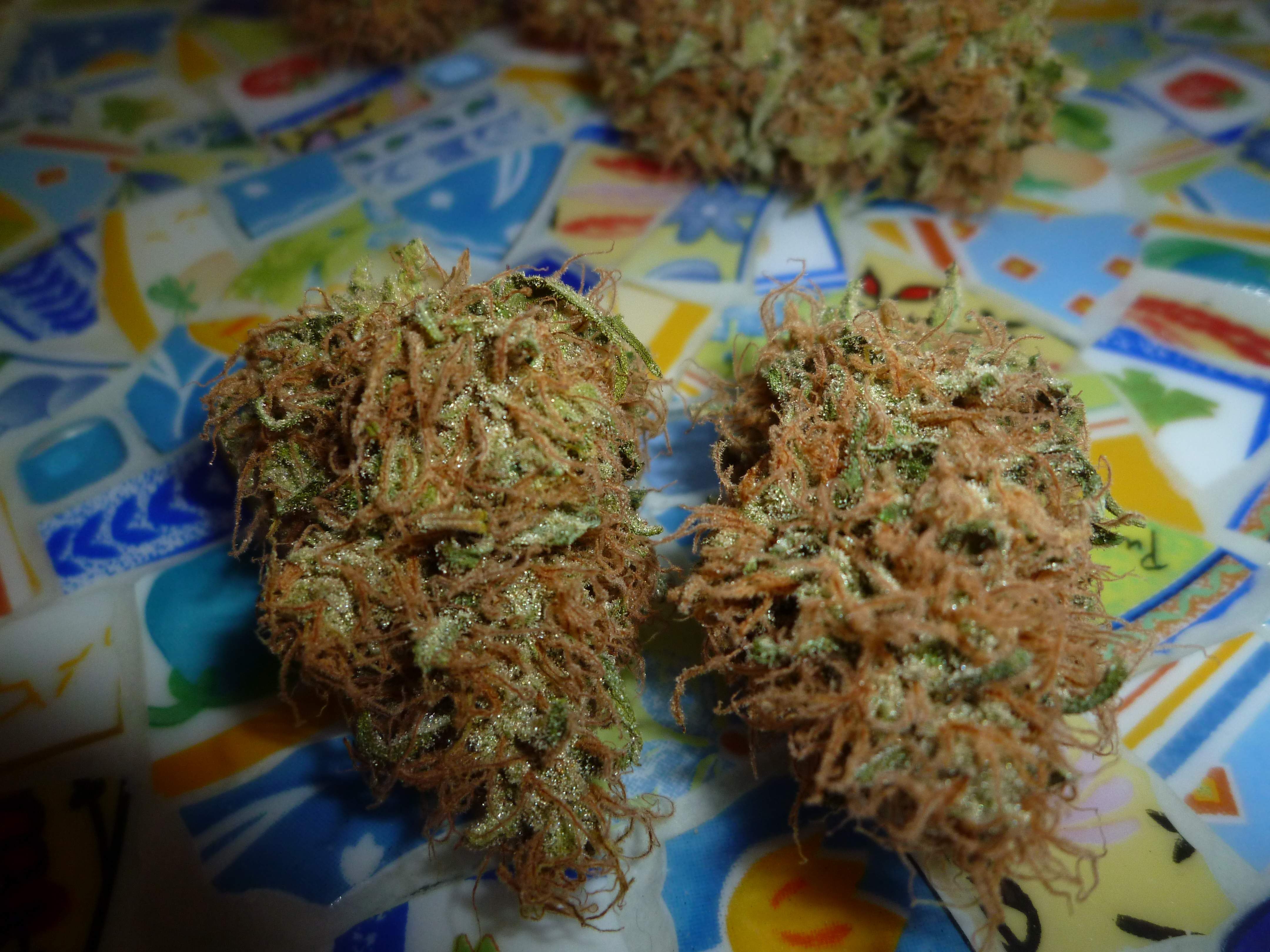 Kannabia Seed Company Afrodite grow diary (journal) harvest13 by stephandjo  - GrowDiaries