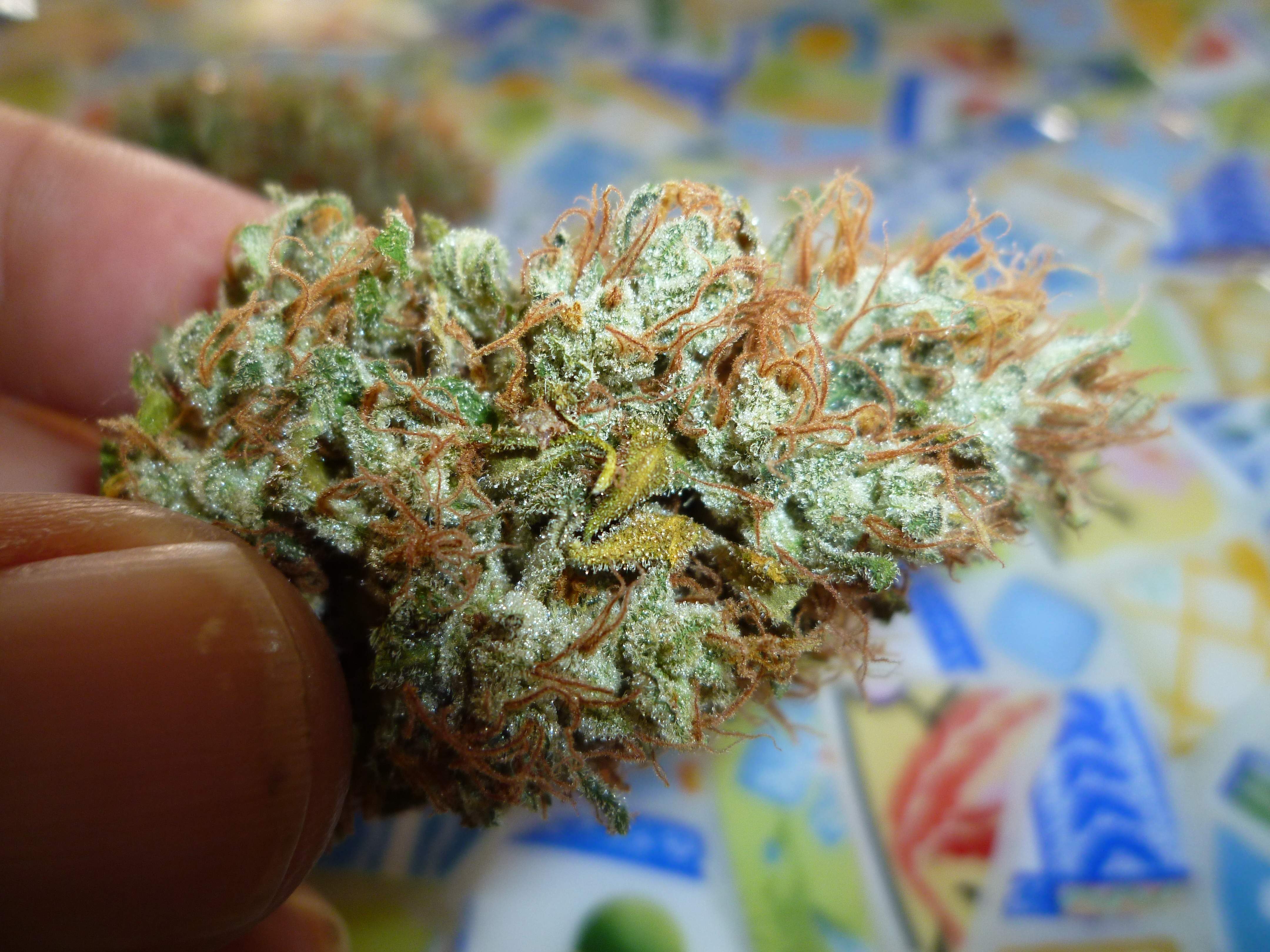 Mantis Sour Melon 2 grow diary (journal) harvest13 by