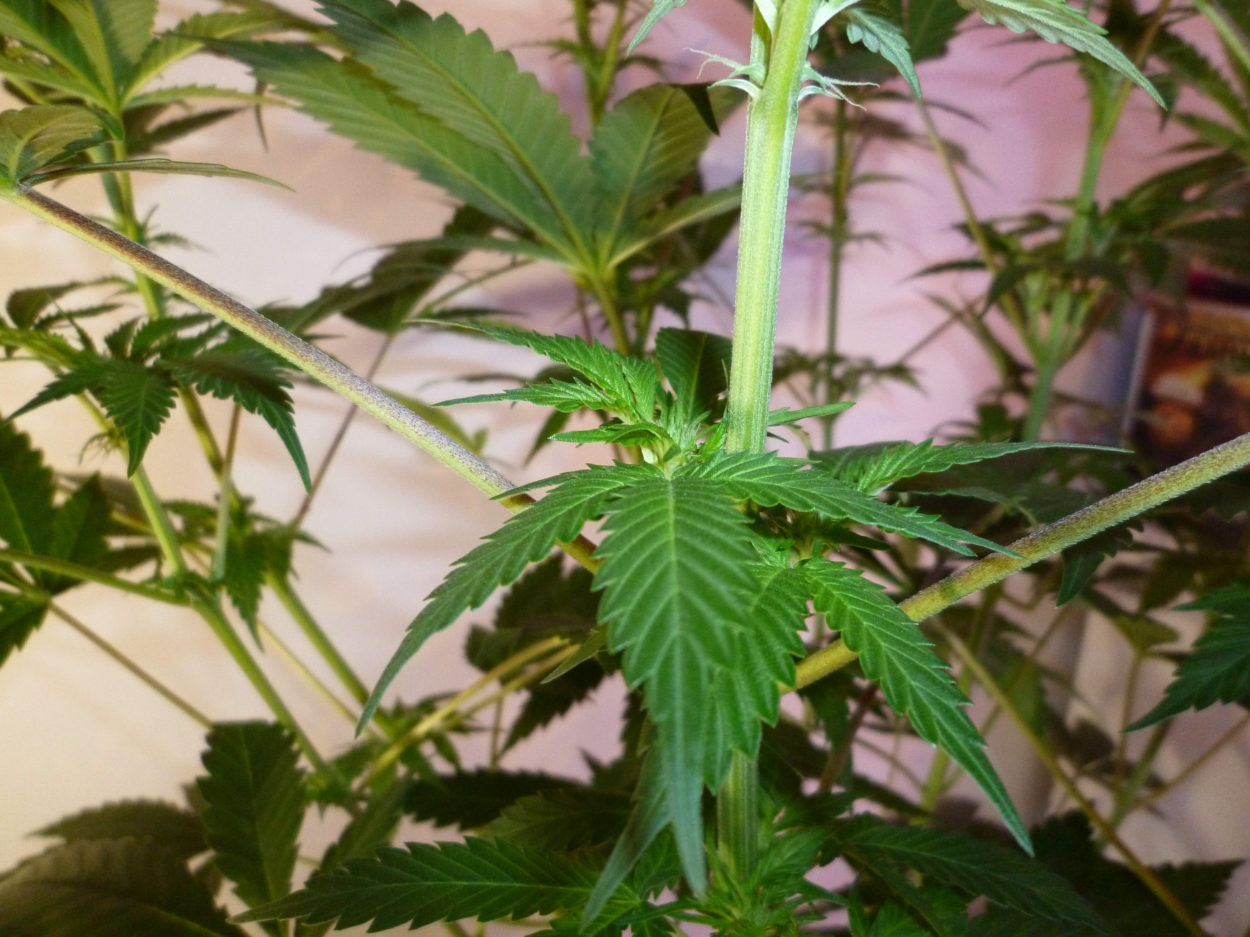 Anesia Seeds Banana MAC grow diary (journal) week7 by stephandjo