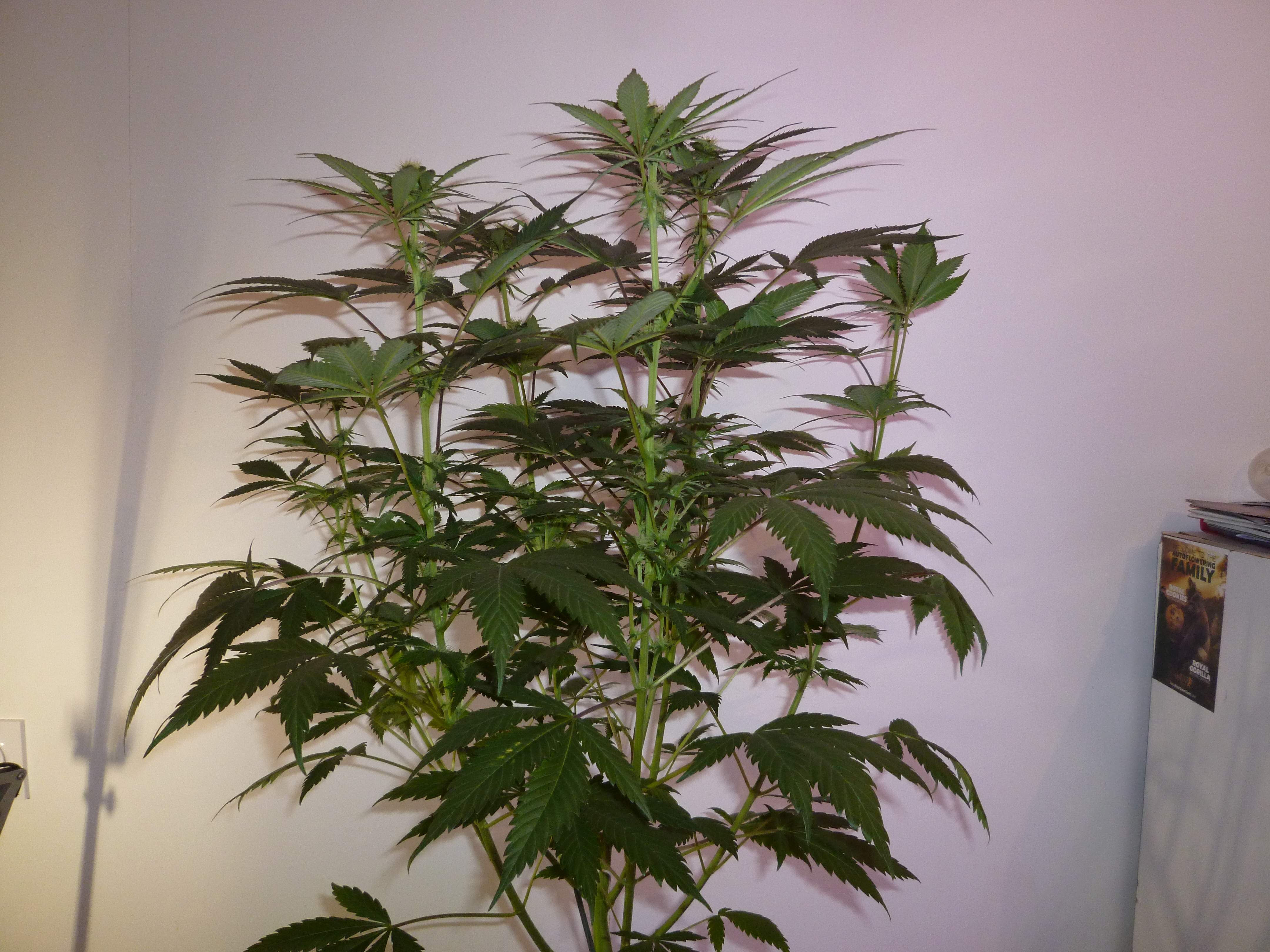 Anesia Seeds Banana MAC grow diary (journal) week8 by stephandjo