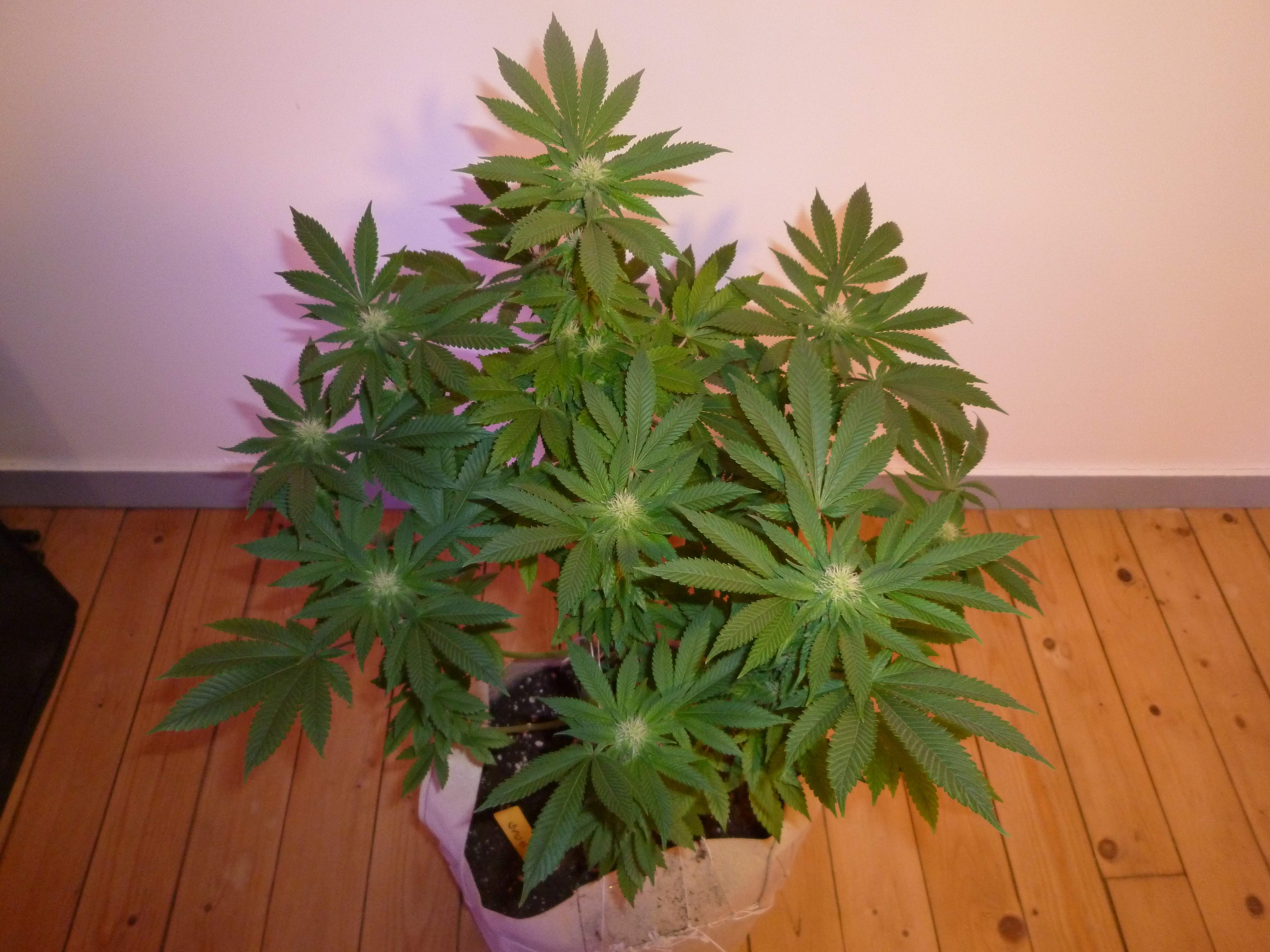 Zamnesia Seeds Girl Scout Cookies grow diary (journal) week10 by