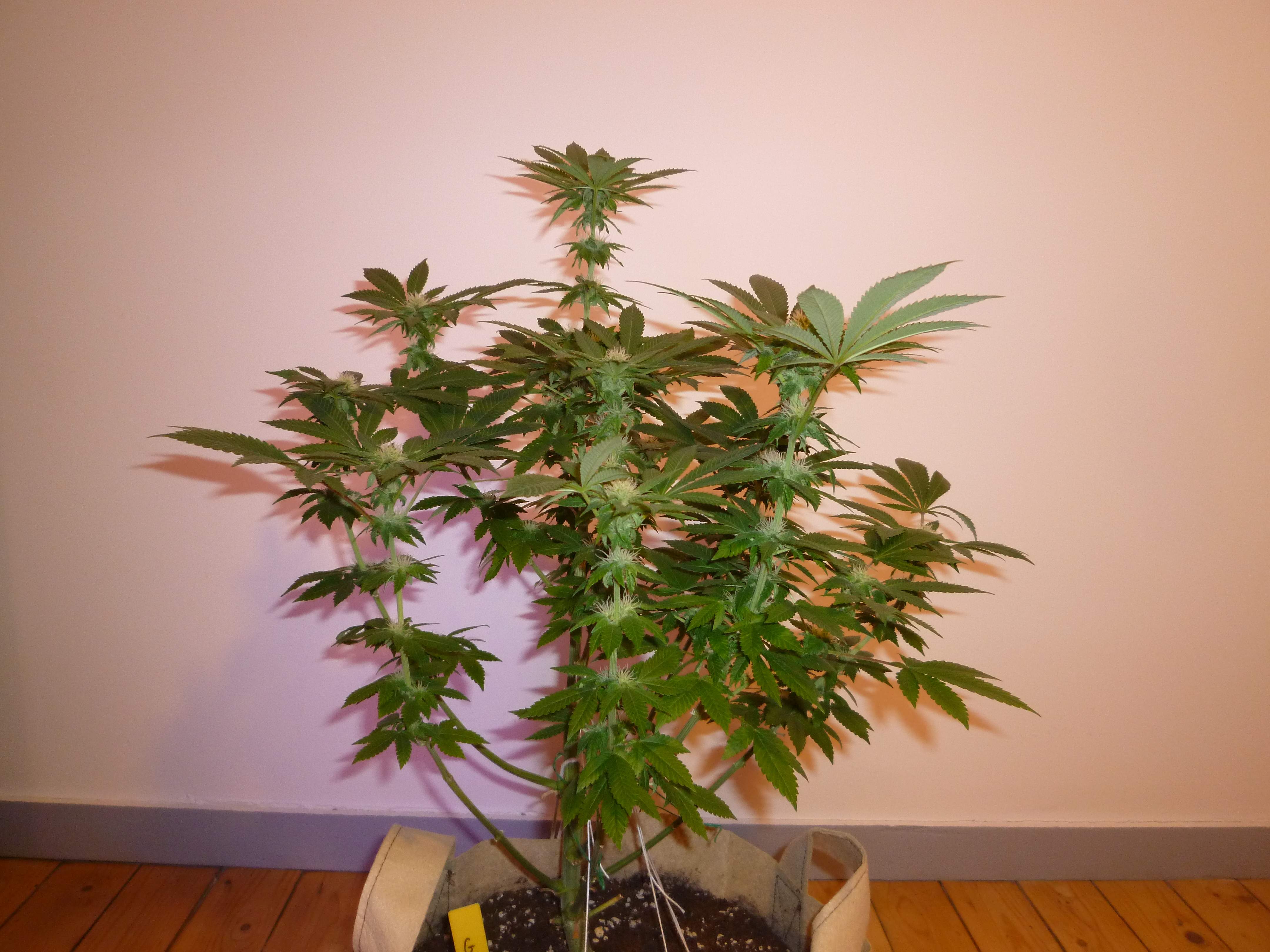 Zamnesia Seeds Girl Scout Cookies grow diary (journal) week10 by