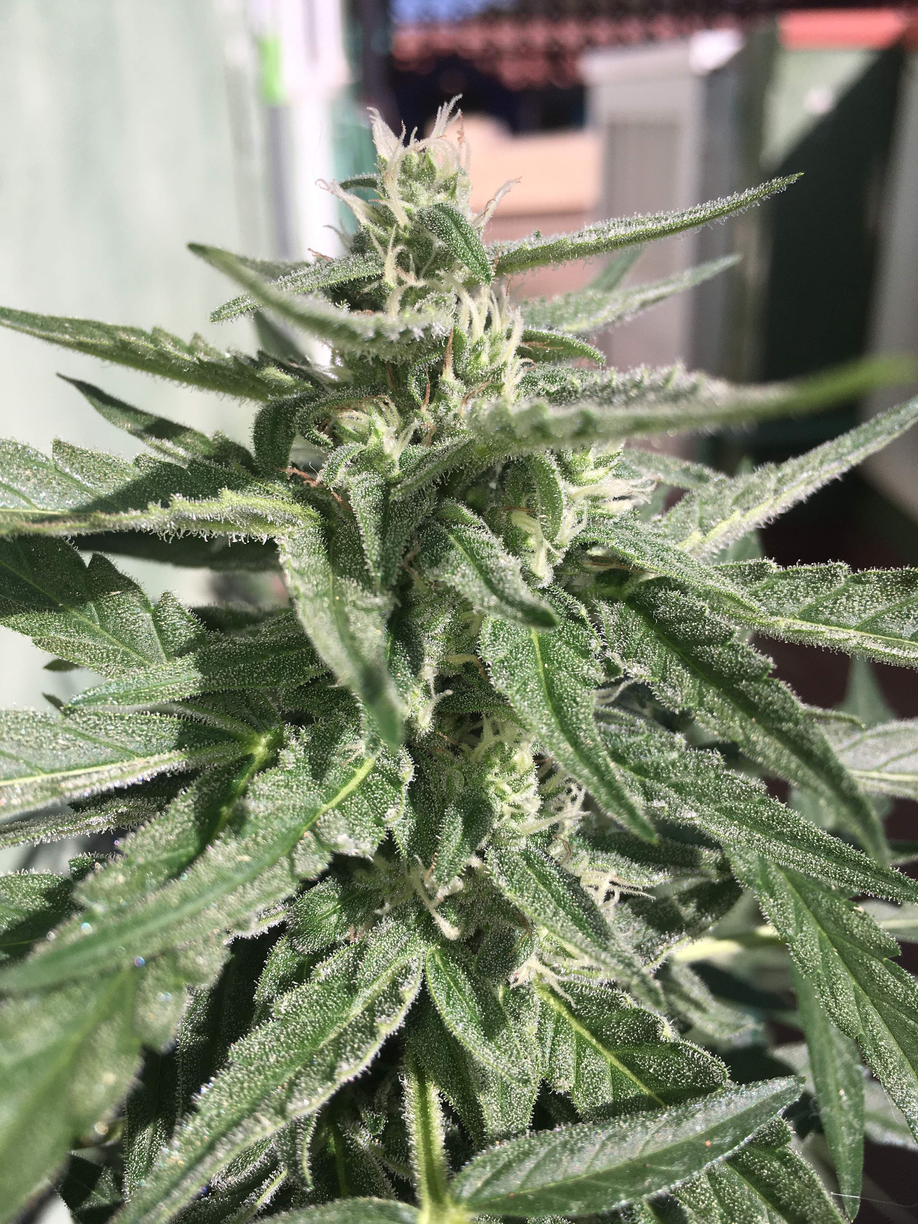 Sweet Seeds Green Poison XL Auto grow diary (journal) harvest8 by