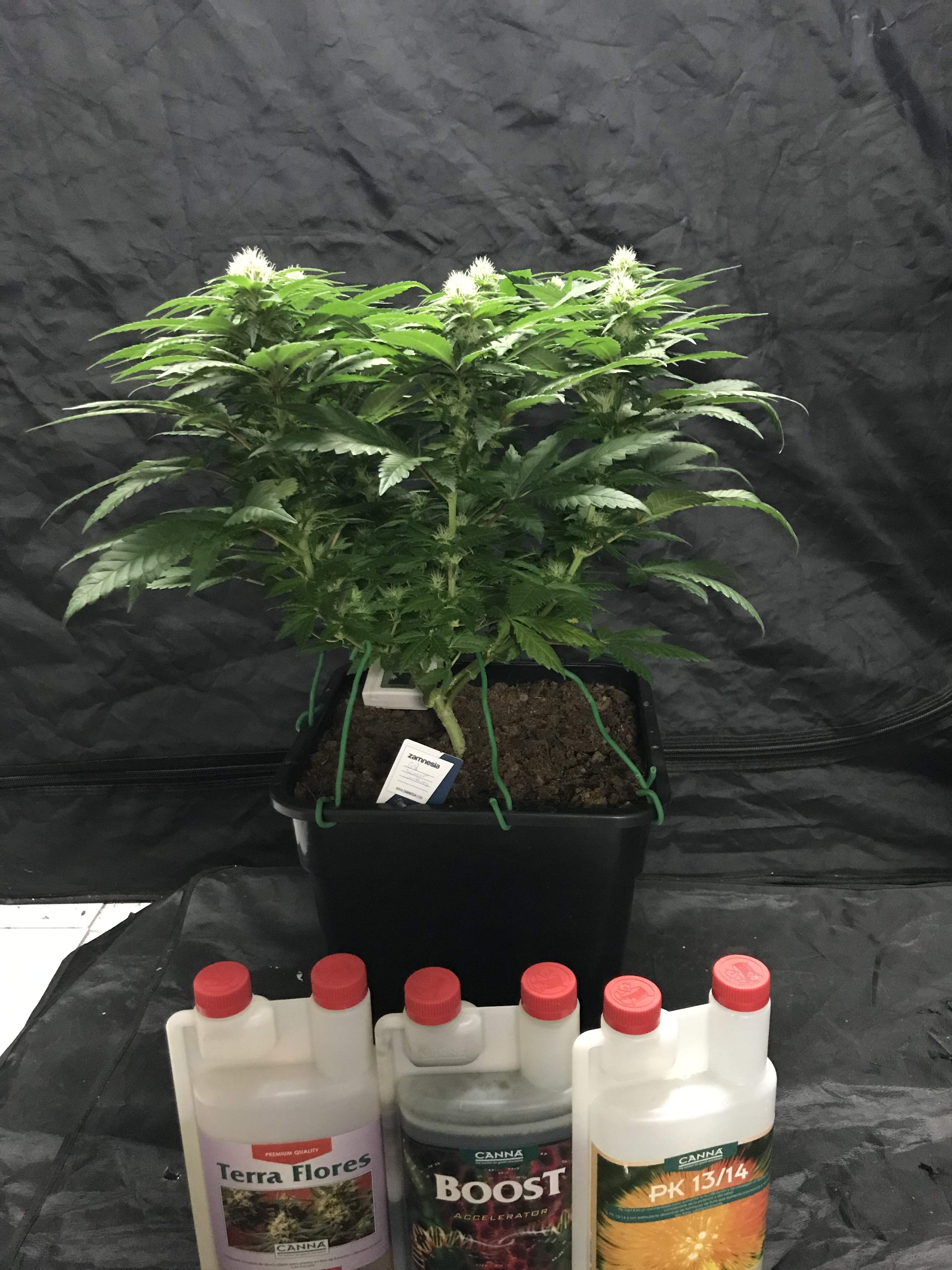 Zamnesia Seeds Girl Scout Cookies grow diary (journal) week12 by