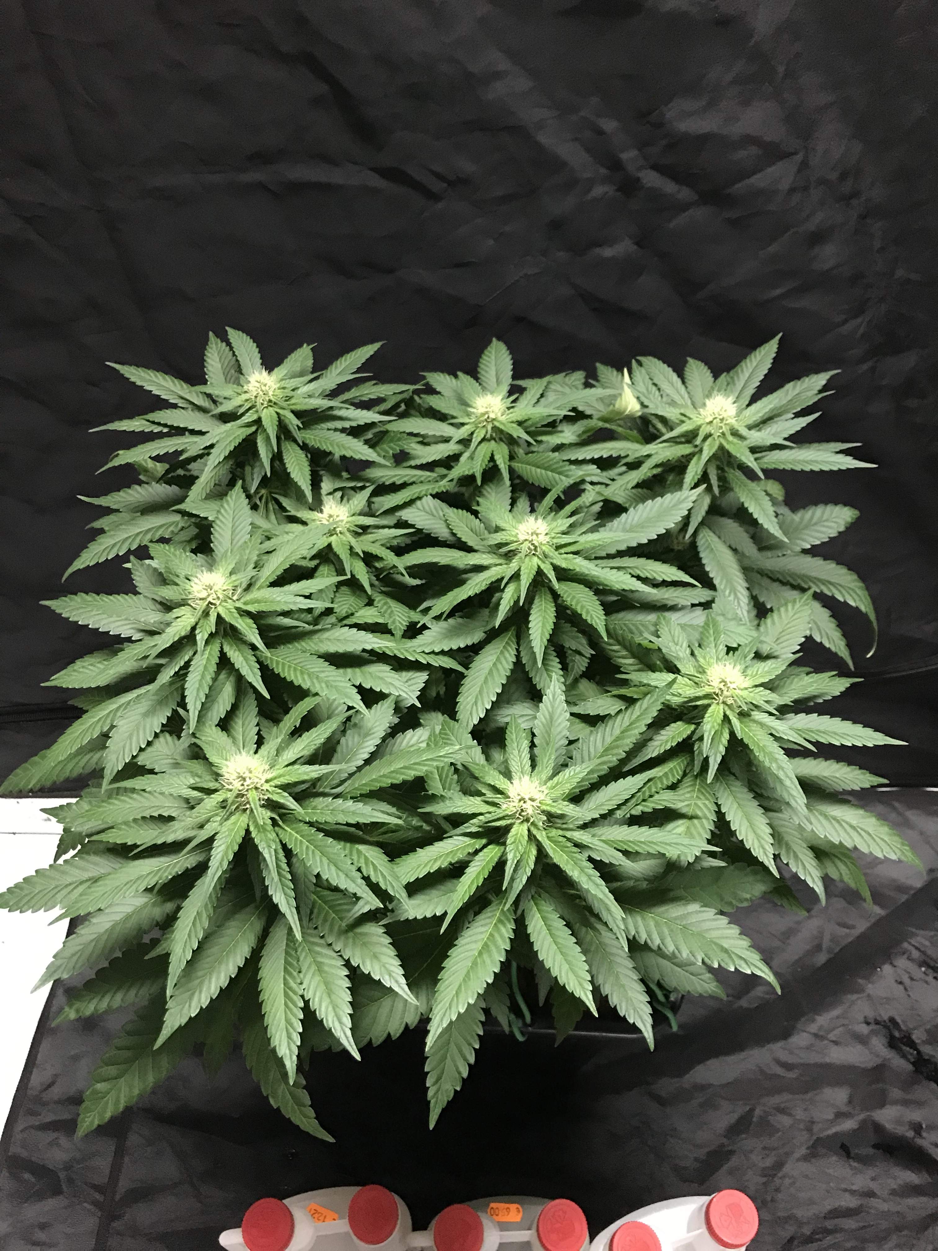 Zamnesia Seeds Girl Scout Cookies grow diary (journal) week12 by