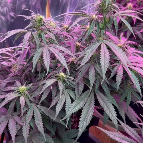 White Widow Auto Grow