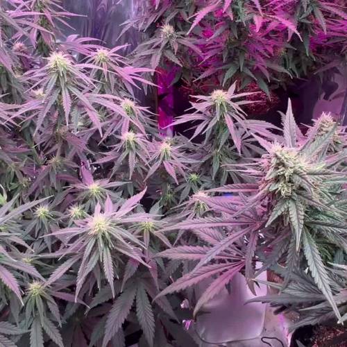 White Widow Auto Grow