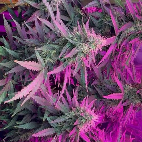 White Widow Auto Grow