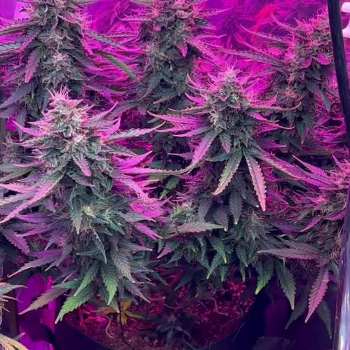 White Widow Auto Grow