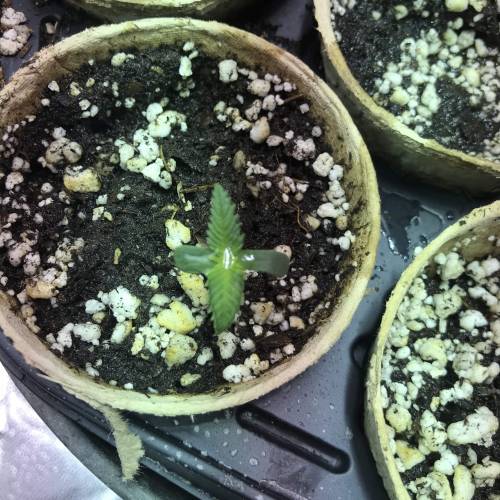 First grow . Week 2