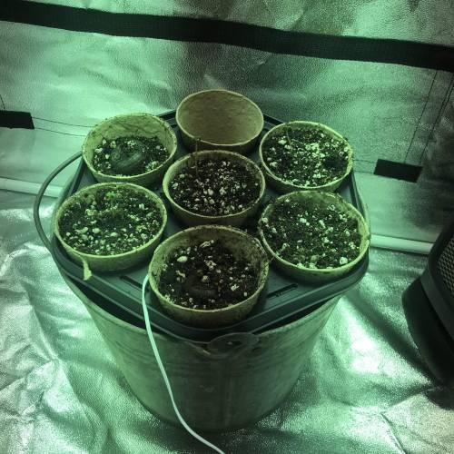 First grow . Week 2